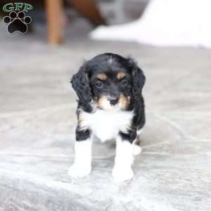 Brynn, Cavapoo Puppy